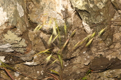 Bromus sterilis