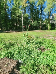 Alcea rosea