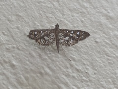 Nausinoe geometralis