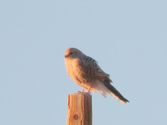 Falco rupicoloides rupicoloides