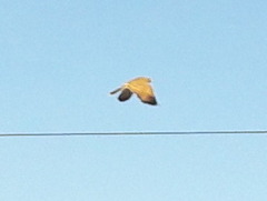 Falco rupicoloides rupicoloides