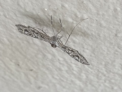 Nausinoe geometralis