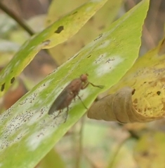 Suillia variegata