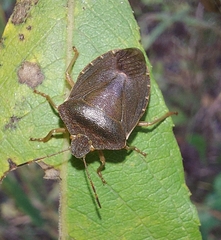 Palomena prasina
