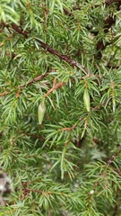 Oligotrophus juniperinus