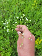 Galium octonarium