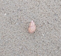 Phasianella ventricosa