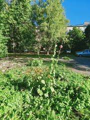 Alcea rosea