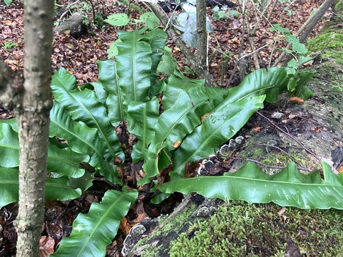 slezinník celistvolistý (Asplenium scolopendrium)