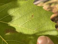 Phyllonorycter platani