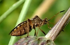 Ceraleptus