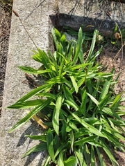 Plantago lanceolata