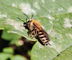 Colletes hederae