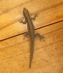 Lygodactylus capensis