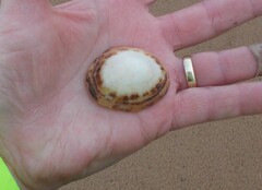 Scutellastra peronii