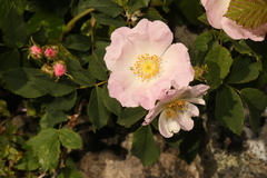 Rosa canina