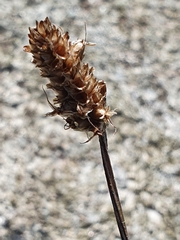 Plantago lanceolata