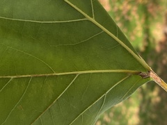 Phyllonorycter platani