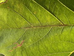 Phyllonorycter platani