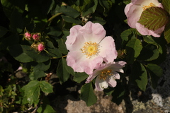 Rosa canina