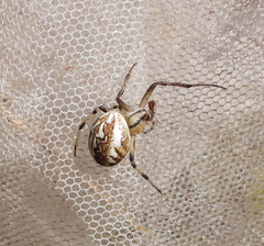 Neoscona adianta
