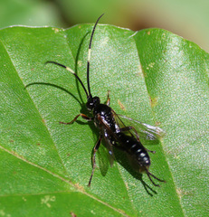 Cratichneumon