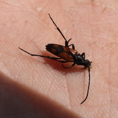 Stenurella bifasciata