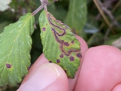 Stigmella aurella