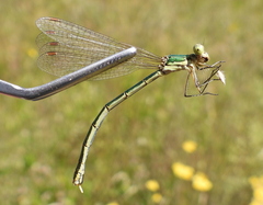 Lestes virens vestalis