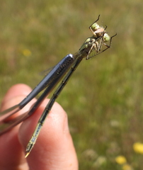 Lestes virens vestalis