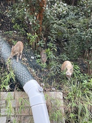 Sus scrofa moupinensis