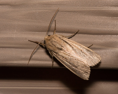 Leucania phragmitidicola