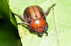 Rutelinae