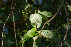 Prunus padus