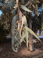 Eucalyptus woodwardii