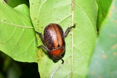 Rutelinae