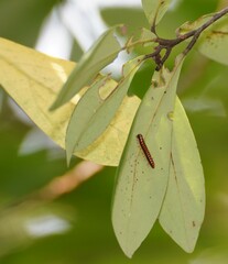 Helicorthomorpha holstii