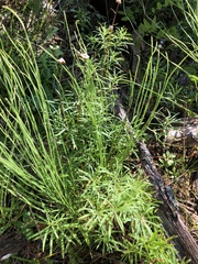 Erigeron hyssopifolius