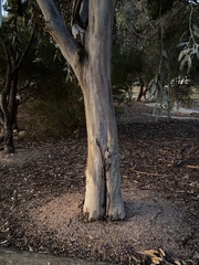 Eucalyptus woodwardii