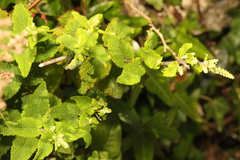 Teucrium scorodonia