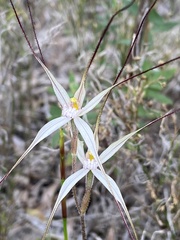 Caladenia polychroma