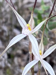 Caladenia polychroma