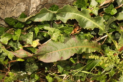 Rumex crispus