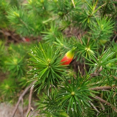 Stenanthera pinifolia