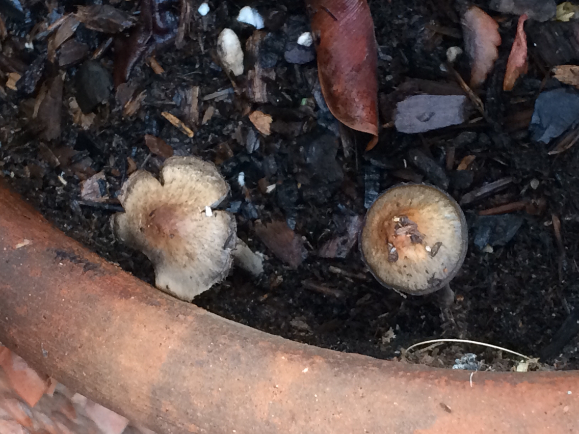 Panaeolus cinctulus image
