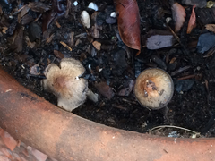 Panaeolus cinctulus