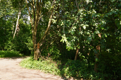 Prunus padus