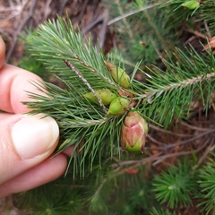 Stenanthera pinifolia
