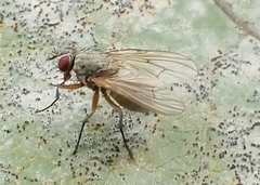 Muscoidea
