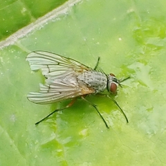 Muscoidea